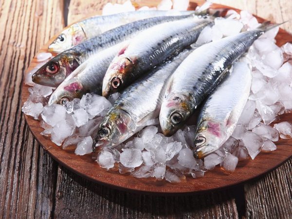 Wholesale Frozen Fish Suppliers