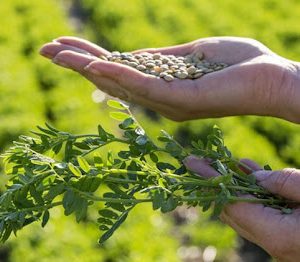 lentils