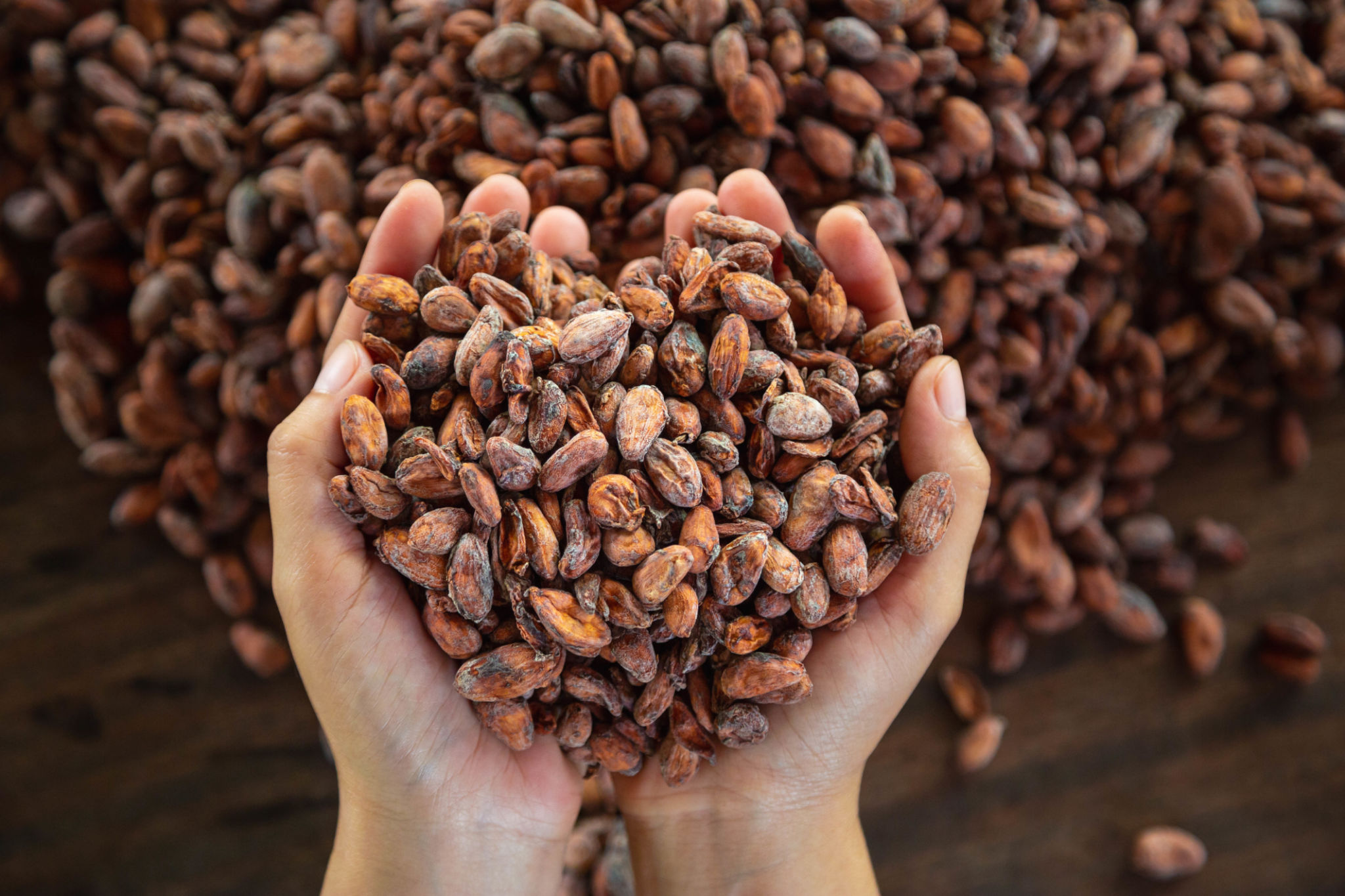 Most Reliable Wholesale Cocoa Beans Suppliers