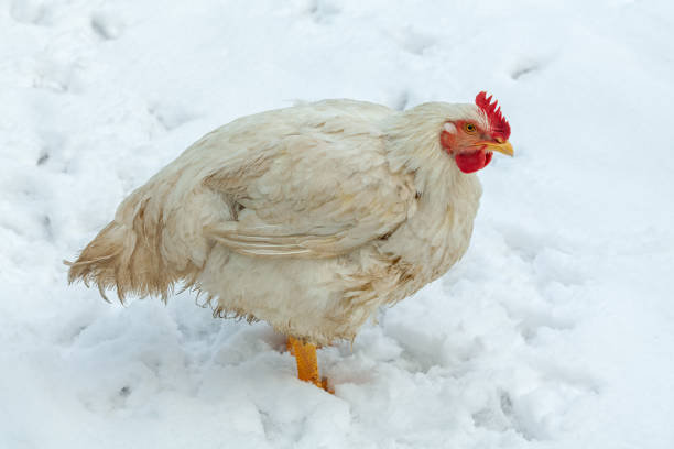 Difference Between Nutrients of Frozen and Fresh Chicken